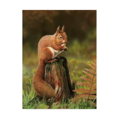 Nigel Artingstall 'Red Squirrel On Stump' Canvas Art,14x19